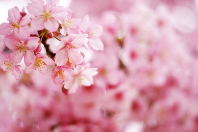 桜の花の色はなぜピンクなのでしょう J Shop